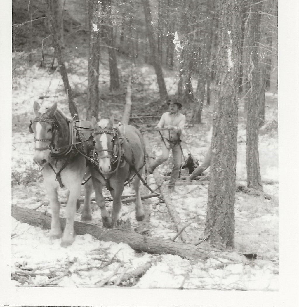 Kai Christensen of Polson, MT horse logging for a Camp building site.